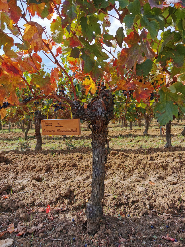 Виноградник на урожай